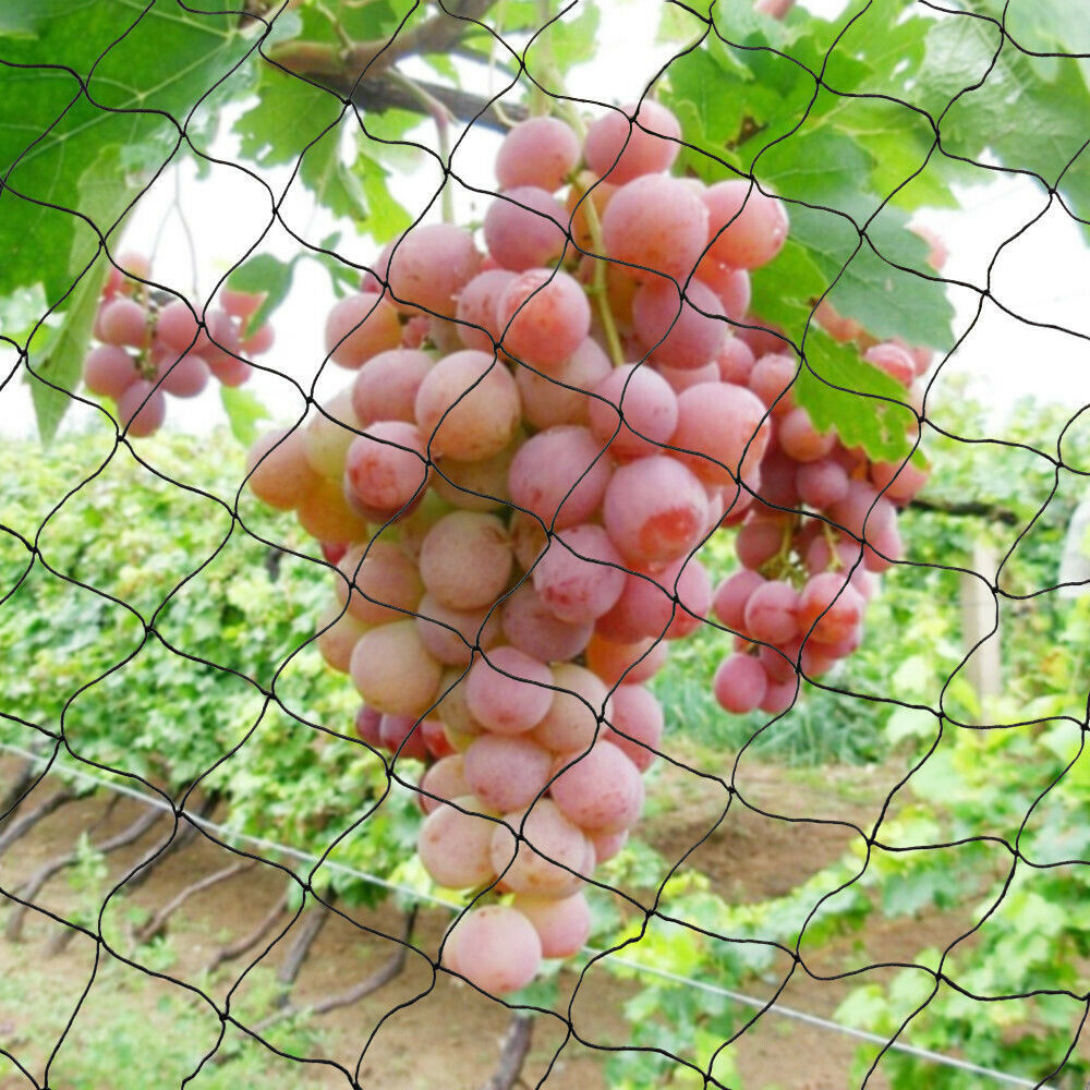 30*15M Bird Netting Agricultur - đánh giá và giá Fishing Equipment Net